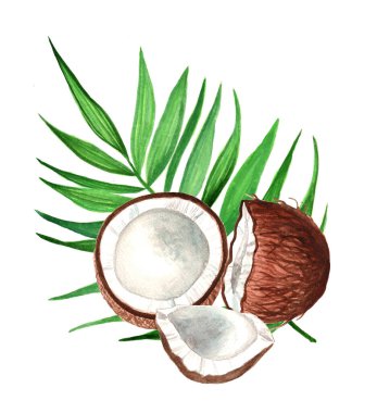 Yeşil yapraklı suluboya hindistan cevizi, izole edilmiş el çizimi. Tasarım elementi. 