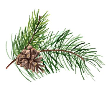 Suluboya Noel ağacı dalları. Beyaz arkaplanda el boyaması geleneksel dekorasyon..