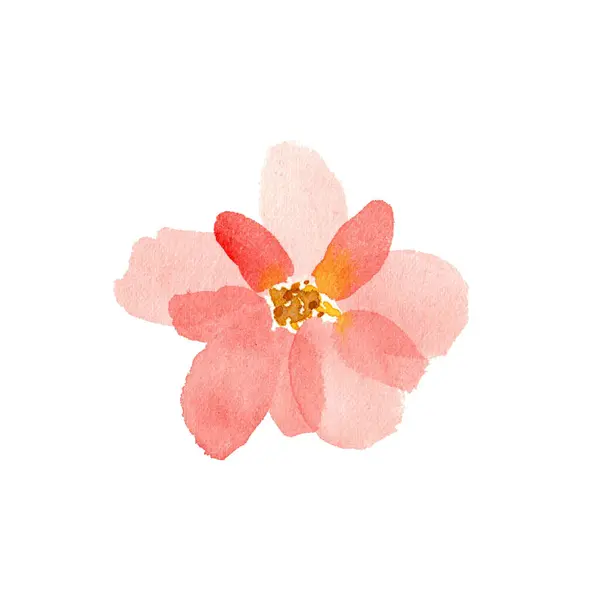 Watercolor pink flower isolated. Hand drawn illustration.