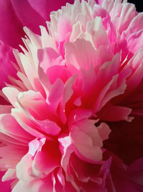 Beckground güzel parlak pembe şakayık çiçeği Yaklaş.