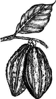 Bir dalda kakao çekirdeği