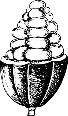 Kakao çiçekli el çizimi