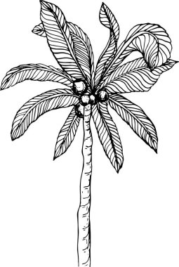 Yapraklı ve meyveli hindistan cevizi palmiyesi. El çizimi illüstrasyon