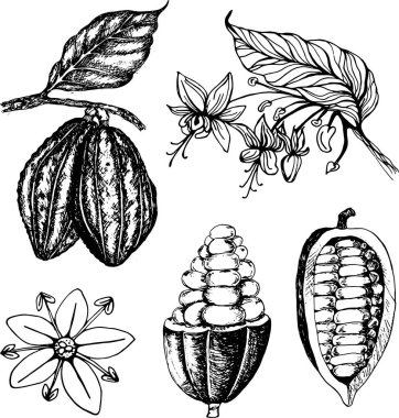 Kakao meyvesi, fasulye ve çiçek seti