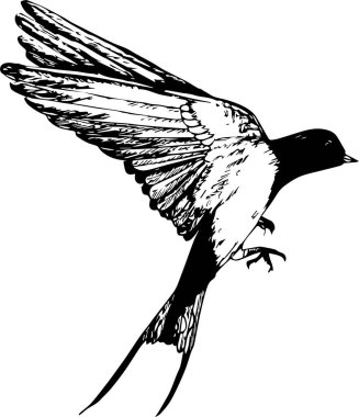 El çizimi karalama uçan kırlangıç