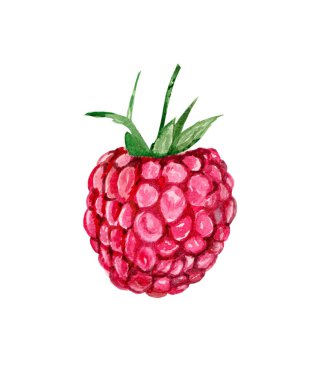 Olgun ahududu, suluboya boyalarla çizilir. İzole edilmiş.