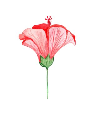 Beyaz arkaplanda kırmızı suluboya çiçekli el çizimi