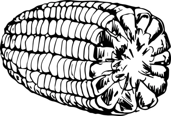 Mısır el çizimi illüstrasyon