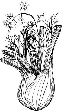 Cepheli Fennel Ampulünün Çizgi Sanat ResmiComment