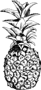 Beyaz arkaplanda ananas çizimi