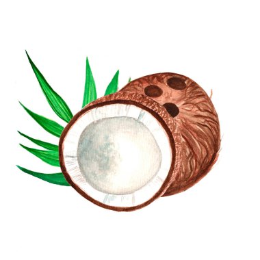 Beyaz etli ve tropikal yeşil yapraklı yarım bir fındık içeren el boyası bir hindistan cevizi çizimi..