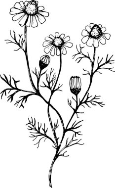 Detaylı taç yaprakları ve sapları olan papatya çayının siyah-beyaz çizimi, botanik renklendirme veya eğitim amaçlı ideal.