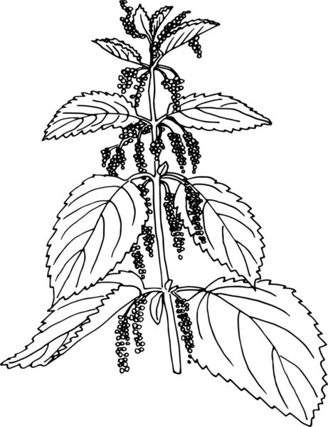 Black-and-white outline of a nettle with detailed leaves and inflorescences, perfect for botanical coloring or illustration.