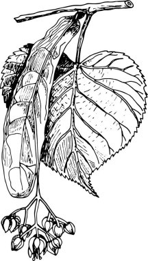 Yaprak ve çiçekli bir ıhlamur dalının detaylı siyah beyaz çizimi, temiz beyaz bir arkaplana elle çizilmiş..