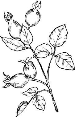 Olgun böğürtlenler ve detaylı yapraklarla bembeyaz arka planda siyah mürekkeple çizilmiş bir gül ağacı dalının botanik çizimi.