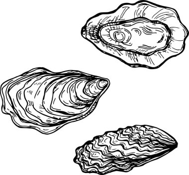 Üç detaylı istiridye kabuğunun siyah beyaz çizimi, klasik sanat tarzı, temiz beyaz arka planda izole edilmiş