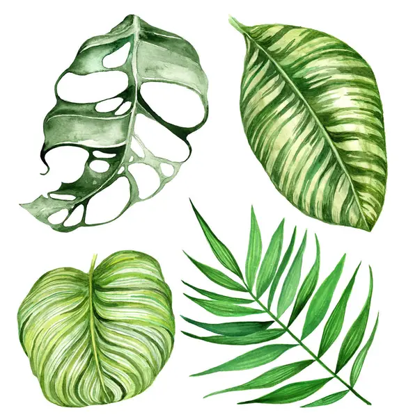 Elle boyanmış tropikal yapraklar suluboya tarzda toplanıyor. Beyaz arka planda canavar, palmiye ve çizgili yapraklar içerir.