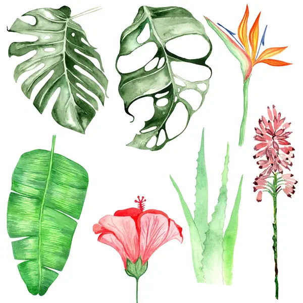 Monstera, Palm, hibiscus, cennet kuşu ve aloe ile tropik suluboya zirvesi baskılar, davetiyeler veya ambalajlar için idealdir..