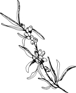 Böğürtlenli ve yapraklı deniz dikenli bir dalın el yapımı siyah beyaz çizimi.