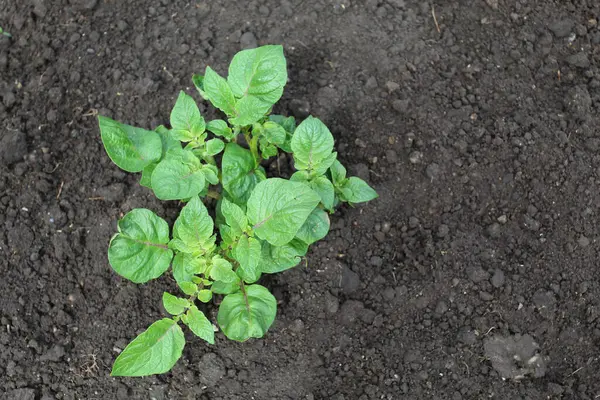 Zengin ve karanlık topraklarda yetişen genç bir patates bitkisinin en üst görüntüsü. Tarım ve bahçıvanlık kavramı