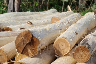 Yeni soyulmuş kereste kütüklerine yakın çekim görünür tahıl ve doku, açık havada istiflenmiş, kereste, ormancılık ve ahşap işçiliği temaları için mükemmel.