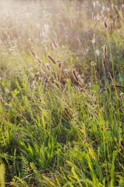 Altın güneş ışığıyla aydınlatılan yumuşak yabani otlar ve çayır bitkileri, ılık tonlarda sakin bir yaz ortamı yaratıyor.