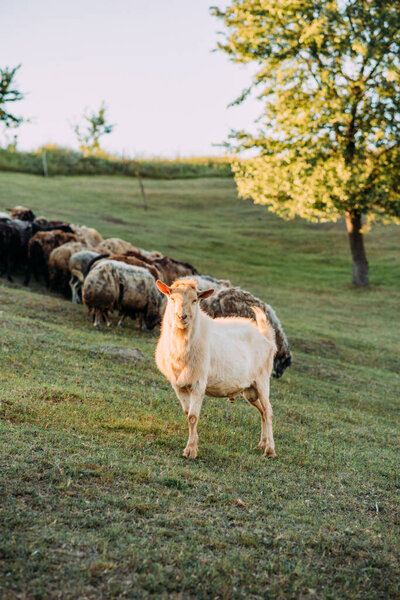 Goat and sheep farm, domestic animals on a walk