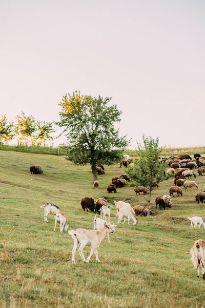 Goat and sheep farm, domestic animals on a walk