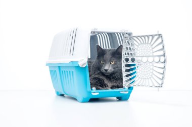 Gri tüylü kedi mavi evcil hayvan taşıyıcısının içinde açık kapılı oturuyor.