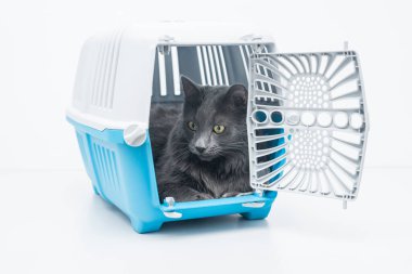 Gri tüylü kedi mavi evcil hayvan taşıyıcısının içinde açık kapılı oturuyor.
