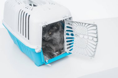Gri tüylü kedi mavi evcil hayvan taşıyıcısının içinde açık kapılı oturuyor.