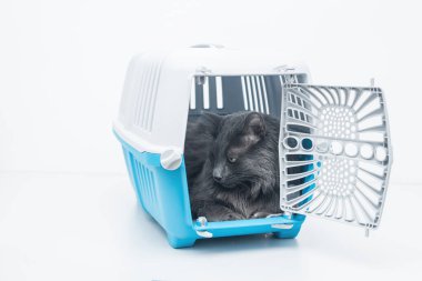 Gri tüylü kedi mavi evcil hayvan taşıyıcısının içinde açık kapılı oturuyor.