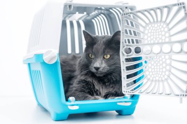 Gri tüylü kedi mavi evcil hayvan taşıyıcısının içinde açık kapılı oturuyor.