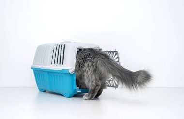 Evcil kedi mavi bir hayvan taşıyıcısının yanına bakıyor.