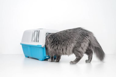 Evcil kedi mavi bir hayvan taşıyıcısının yanına bakıyor.