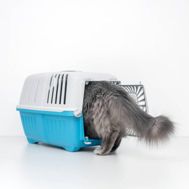 Evcil kedi mavi bir hayvan taşıyıcısının yanına bakıyor.