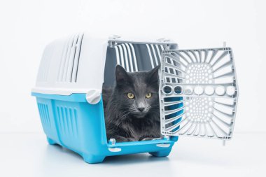 Evcil kedi mavi bir hayvan taşıyıcısının yanına bakıyor.