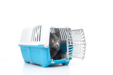 Evcil kedi mavi bir hayvan taşıyıcısının yanına bakıyor.