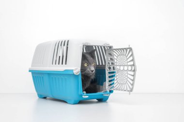 Evcil kedi mavi bir hayvan taşıyıcısının yanına bakıyor.