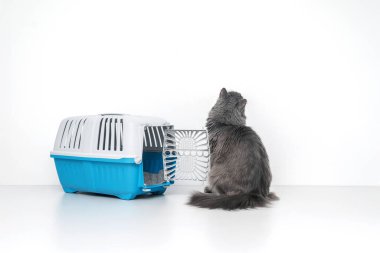 Evcil kedi mavi bir hayvan taşıyıcısının yanına bakıyor.