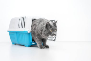 Evcil kedi mavi bir hayvan taşıyıcısının yanına bakıyor.