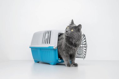 Evcil kedi mavi bir hayvan taşıyıcısının yanına bakıyor.