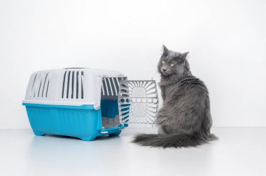 Evcil kedi mavi bir hayvan taşıyıcısının yanına bakıyor.