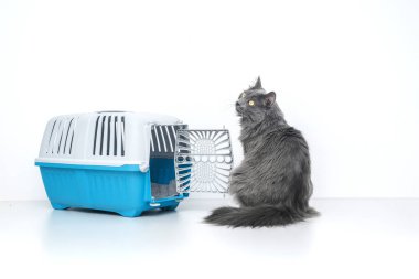 Evcil kedi mavi bir hayvan taşıyıcısının yanına bakıyor.