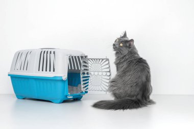 Evcil kedi mavi bir hayvan taşıyıcısının yanına bakıyor.