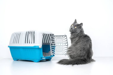 Evcil kedi mavi bir hayvan taşıyıcısının yanına bakıyor.