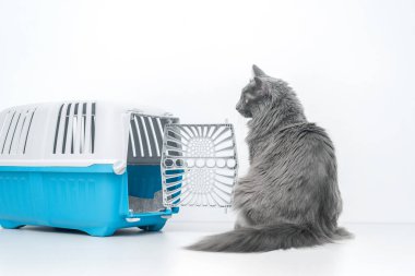 Evcil kedi mavi bir hayvan taşıyıcısının yanına bakıyor.