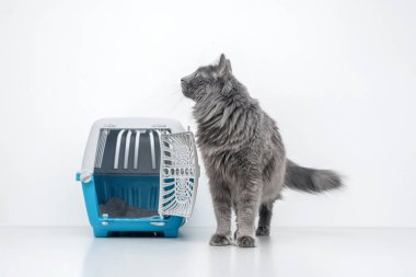 Evcil kedi mavi bir hayvan taşıyıcısının yanına bakıyor.