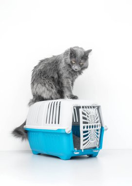 Bir evcil hayvan taşıyıcısının tepesindeki kedi beyaz bir arka planda