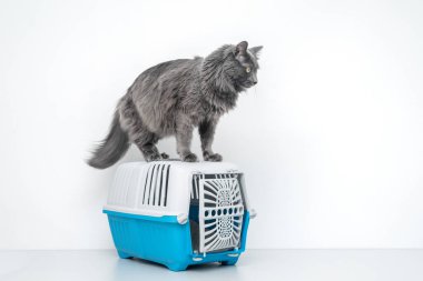 Bir evcil hayvan taşıyıcısının tepesindeki kedi beyaz bir arka planda